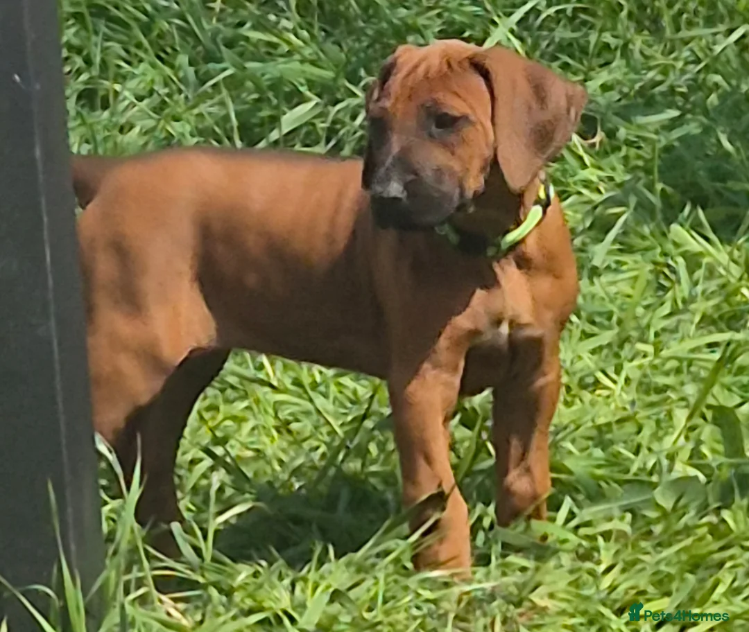 Rhodesian Ridgeback dogs for sale: 4x FEMALE RHODESIAN RIDGEBACK PUPS!! - Advert 1
