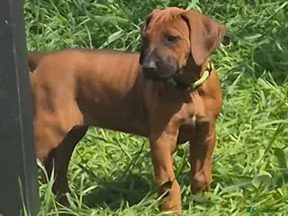 Rhodesian Ridgeback dogs 4x FEMALE RHODESIAN RIDGEBACK PUPS!! - Advert 3