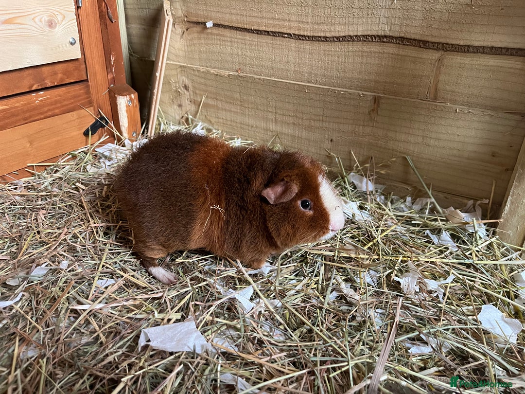 Guinea Pig rodents for sale: Teddy and Swiss boars - Advert 2
