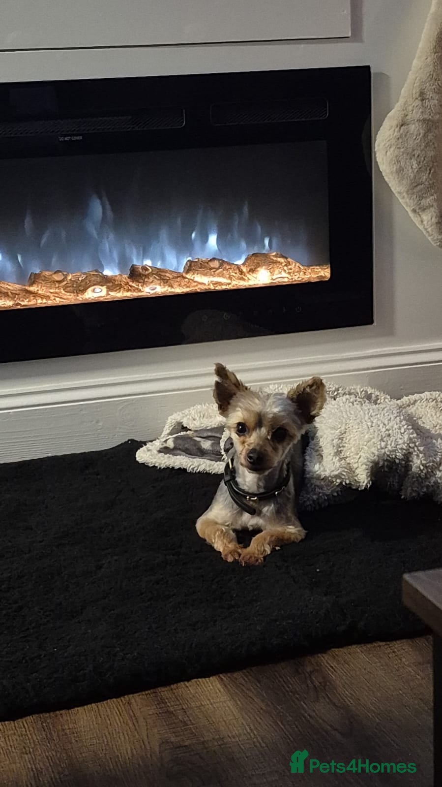 Yorkshire Terrier dogs Yorkshire terrier xxs - Advert 2