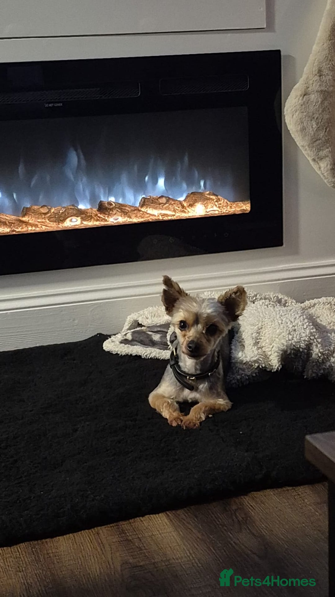 Yorkshire Terrier dogs for sale: Yorkshire terrier  **  - Advert 1