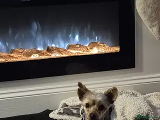 Yorkshire Terrier dogs Yorkshire terrier ** - Advert 2