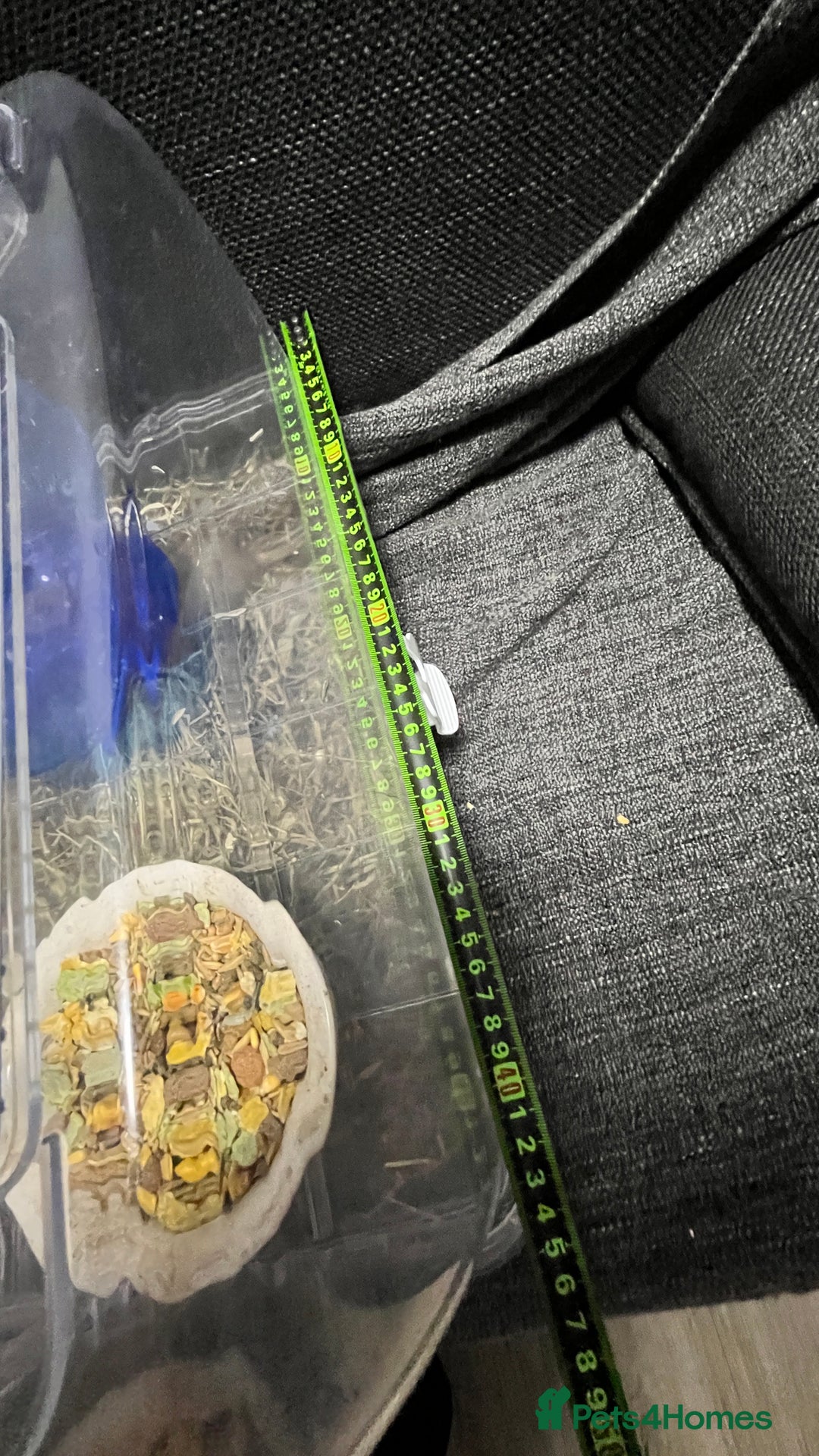 Gerbil rodents for sale: Two baby fully tame female gerbils+ cage and toys  - Image 5