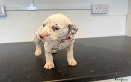 Dalmatian dogs for sale: 🐶 Stunning Dalmatian Puppies Ready 28th August 🐶 - Image 8