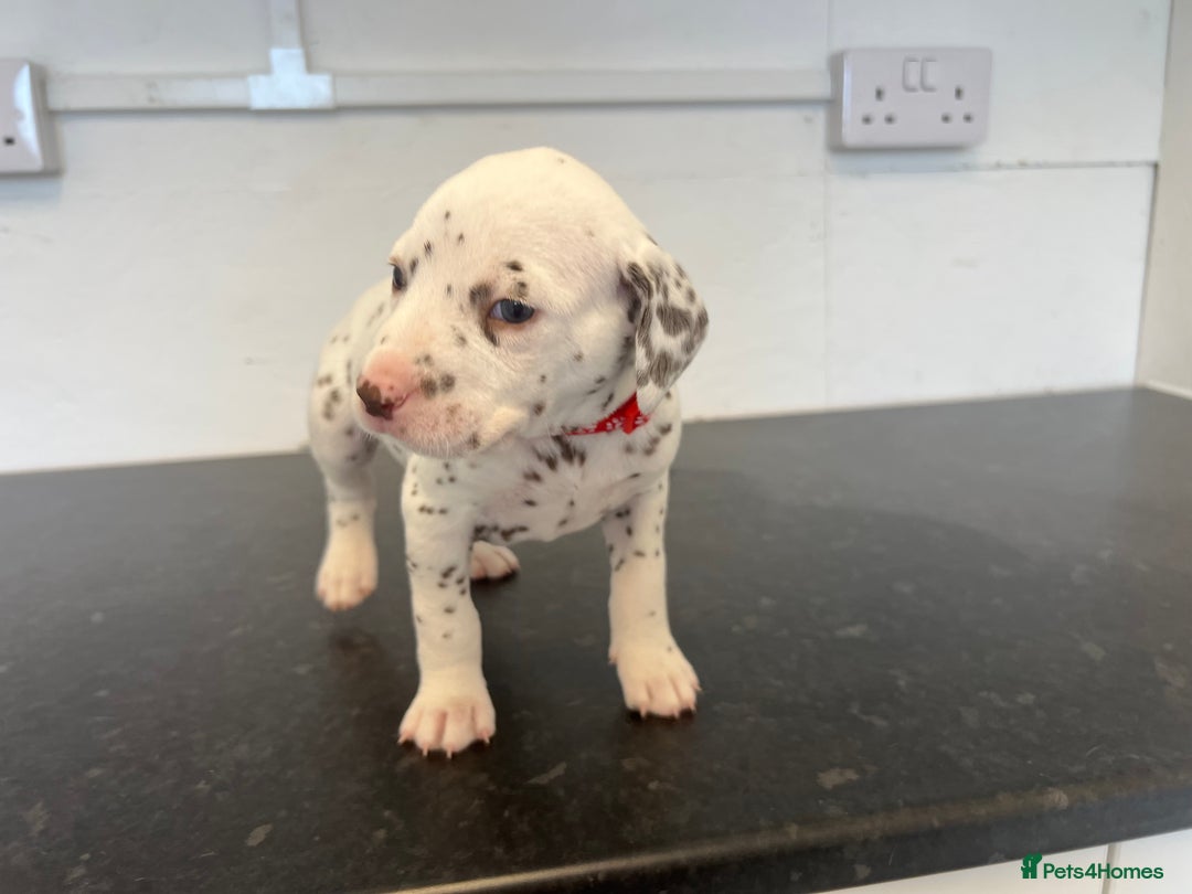 Dalmatian dogs for sale: 🐶 Stunning Dalmatian Puppies Ready 28th August 🐶 - Image 8
