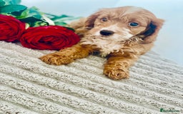 Cavapoo dogs for sale: 🐶 Beautiful F1B Cavapoo Puppies for Sale 🐶 - Image 19