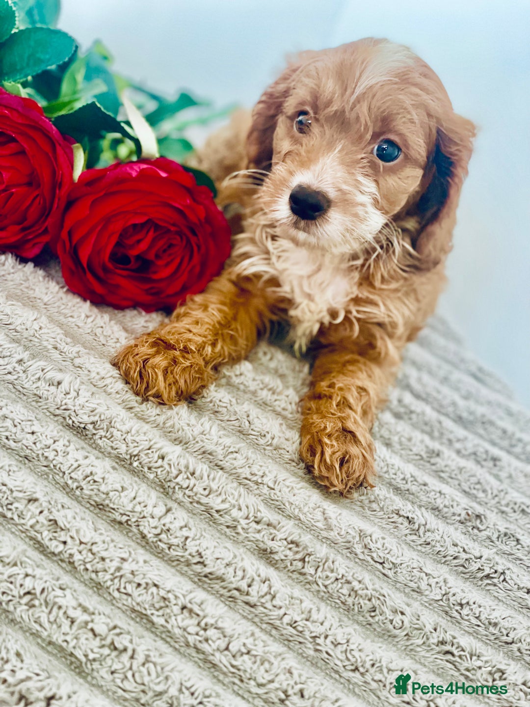 Cavapoo dogs for sale: 🐶 Beautiful F1B Cavapoo Puppies for Sale 🐶 - Image 19