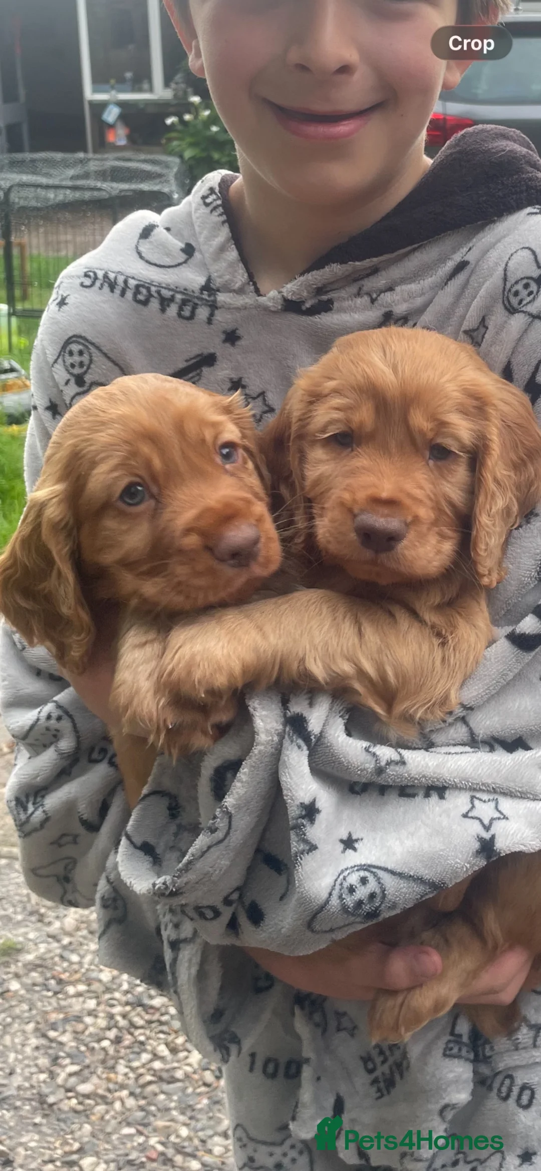 Cocker Spaniel dogs for sale: Working cocker spaniel puppy  - Advert 1