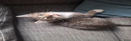 Mixed Breed cats for sale: 3 little boys and 1 girl  - Advert 5
