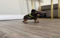 French Bulldog dogs for sale: French bull dog litter available now  - Image 8