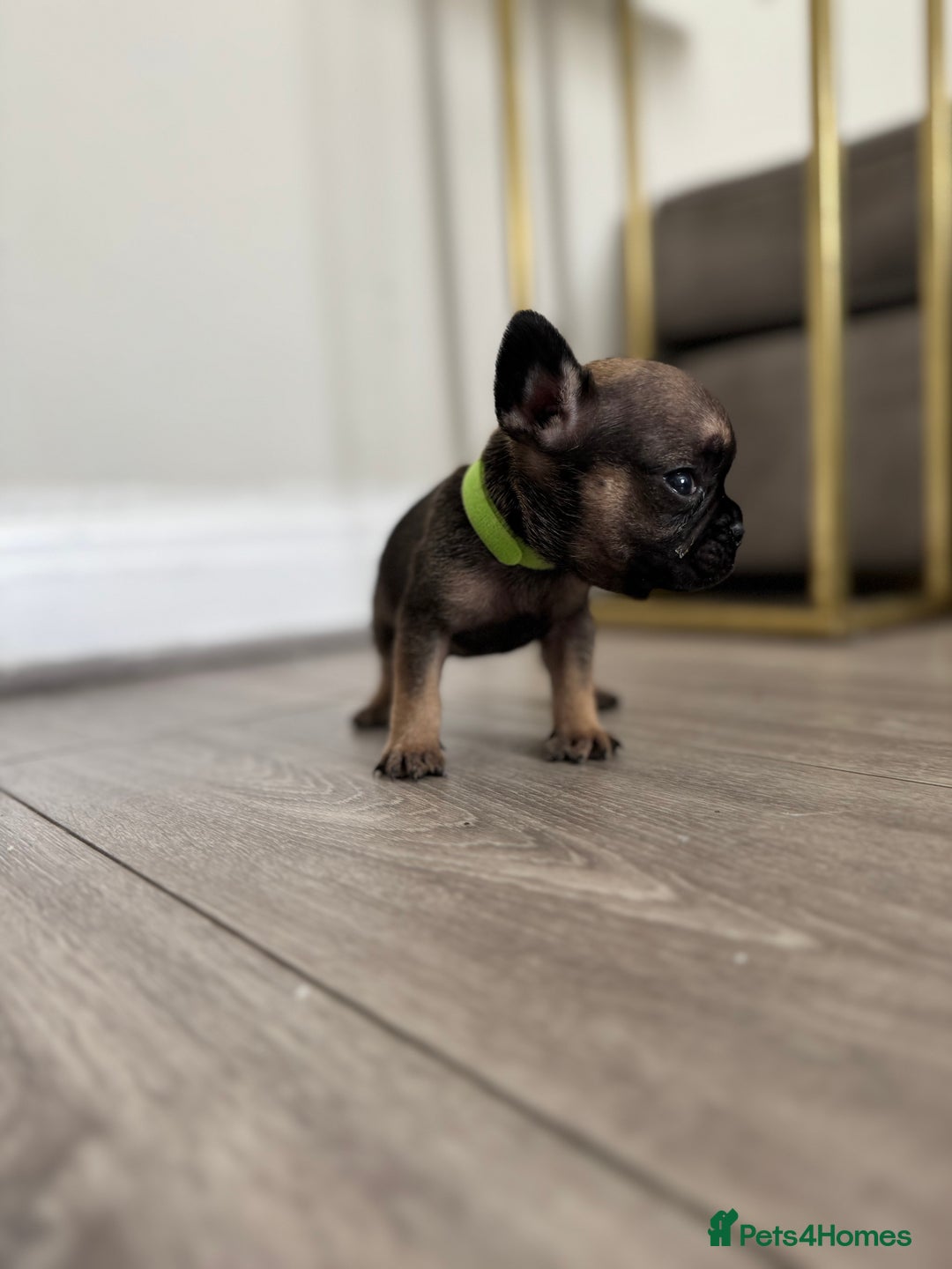 French Bulldog dogs for sale: French bull dog litter available now  - Image 8