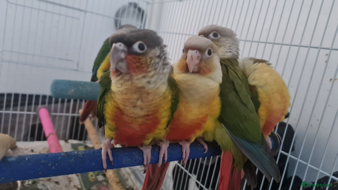 Conures birds for sale: 5 conures  - Image 2