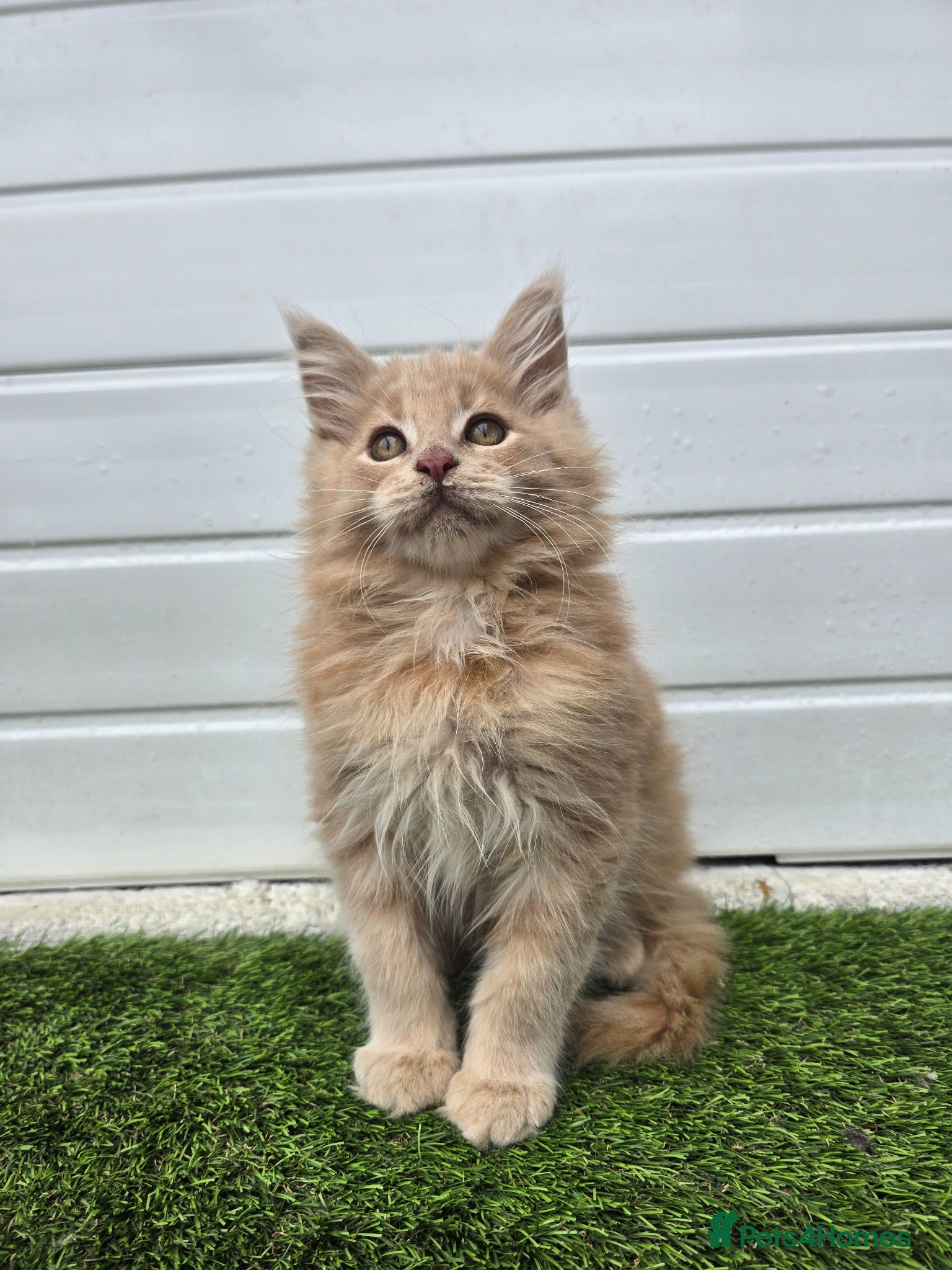 Maine Coon cats Beautiful gccf pet registered maine coon babies  - Advert 1