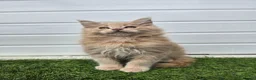 Maine Coon cats for sale: Beautiful gccf pet registered maine coon babies  - Advert 1