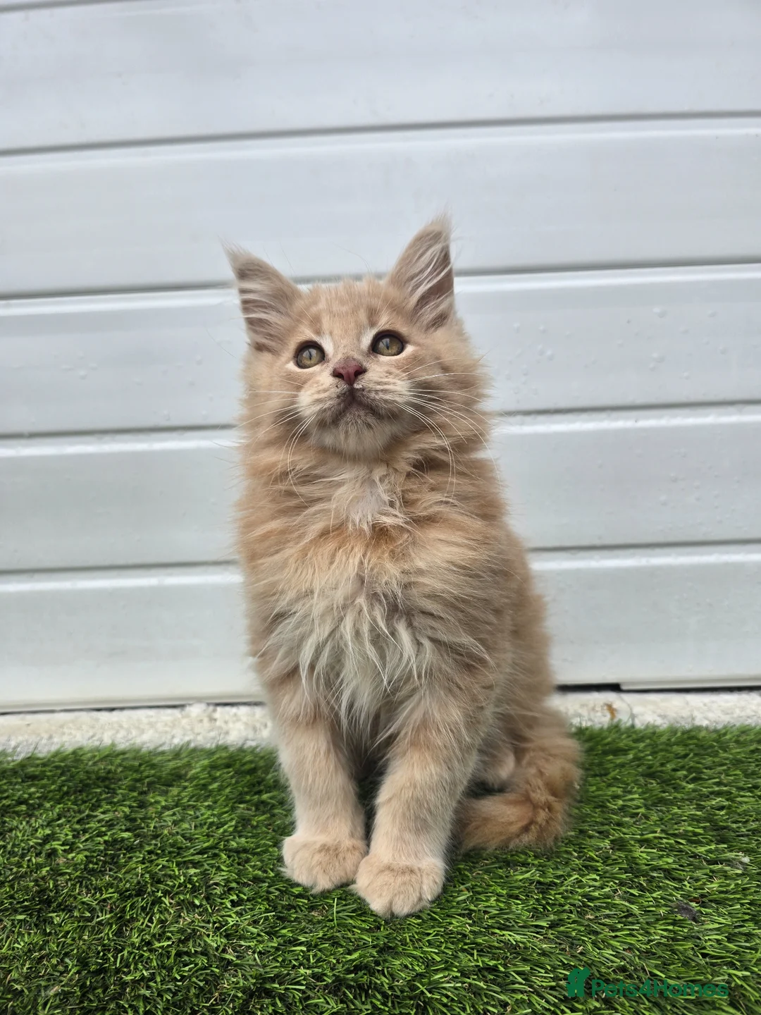 Maine Coon cats for sale: Beautiful gccf pet registered maine coon babies  - Advert 1