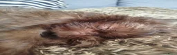 Griffon Bruxellois dogs for sale: Chocolate male - Advert 32
