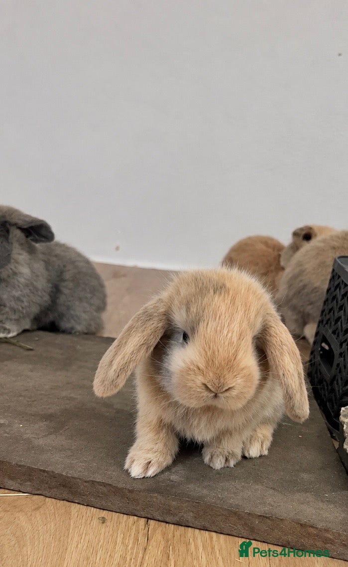 French Lop rabbits Wait List Open - French Lop babies in nest.  - Advert 10