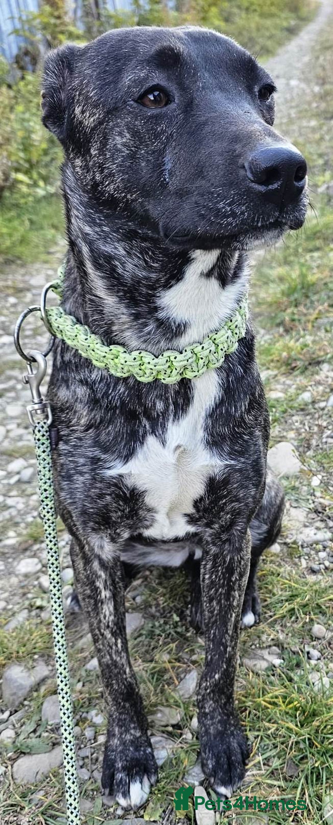 Mixed Breed dogs for adoption: A Beautiful and Gentle Girl - for a Loving Home - Image 3