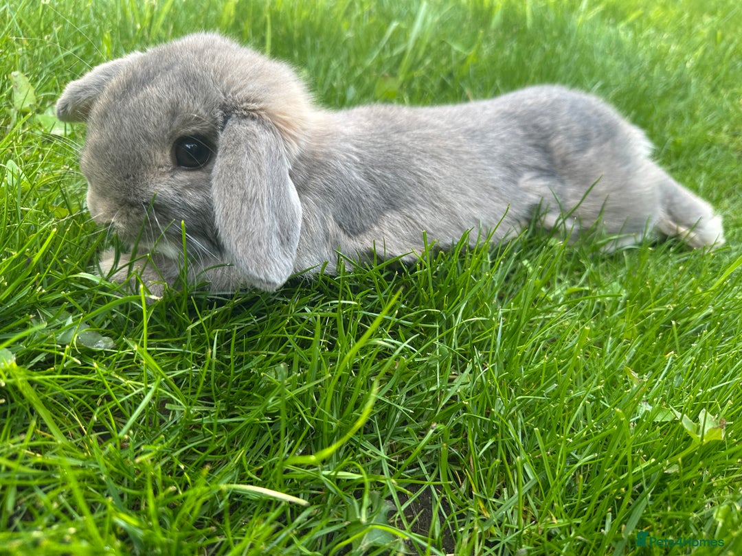 Dwarf Lop rabbits for sale: Male 8 month old rabbit  - Image 3