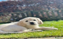 Golden Retriever dogs for sale: Chunky Kc cream golden retriever boys available  - Image 2