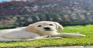 Golden Retriever dogs - Advert 9