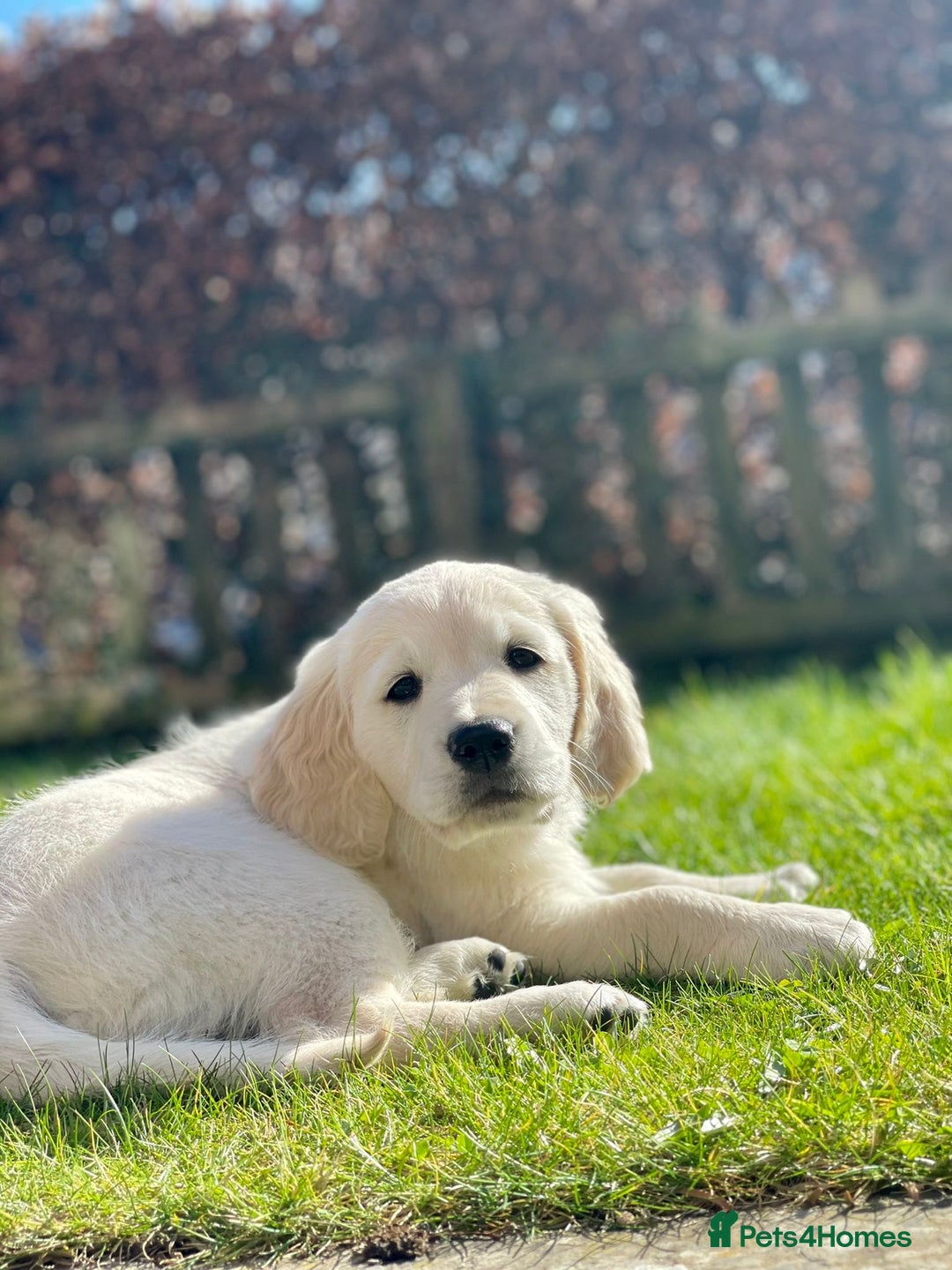 Golden Retriever dogs for sale: Chunky Kc cream golden retriever boys available  - Image 2