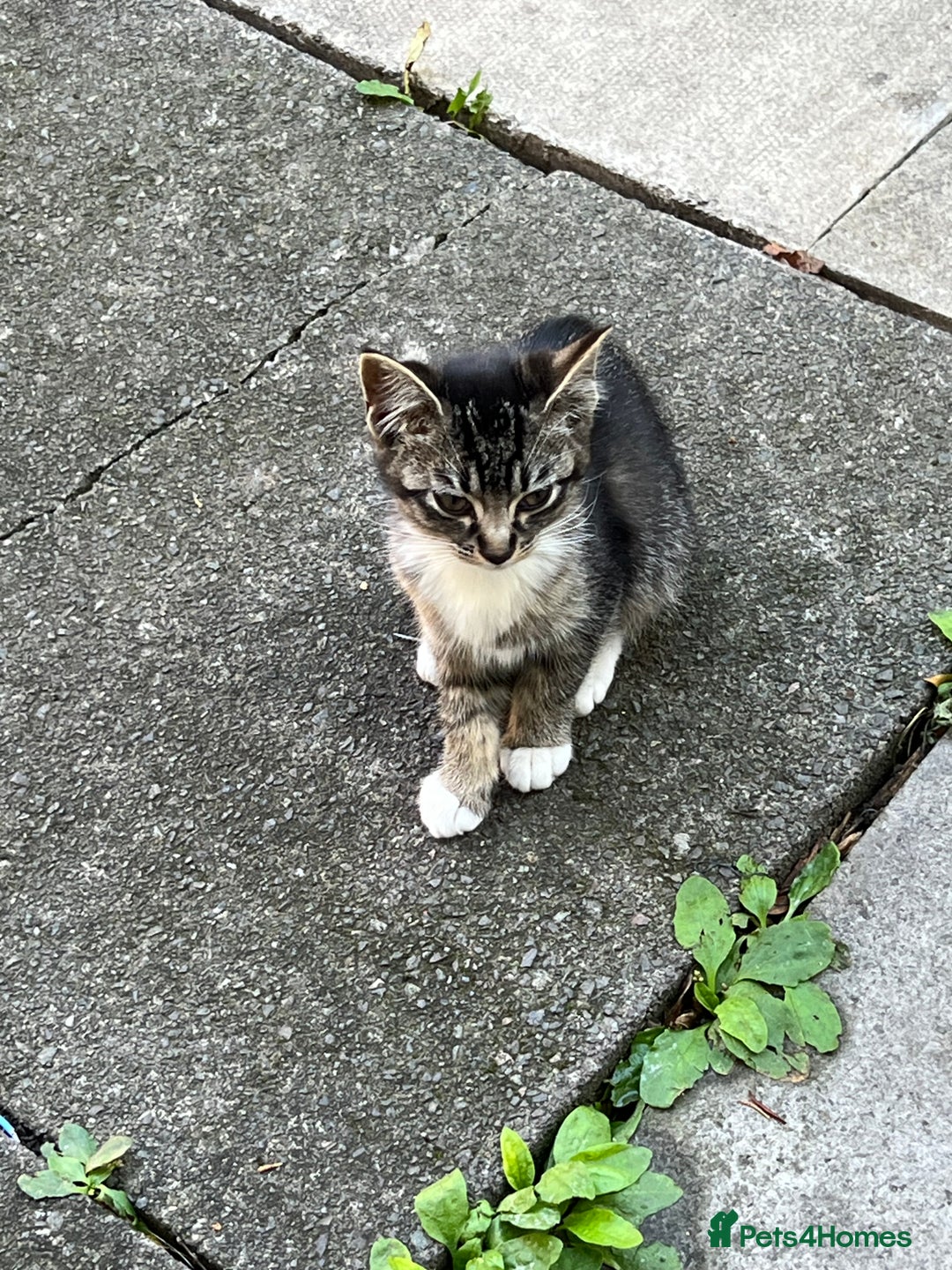 Domestic Shorthair cats for sale: Ekaterine  - Image 7