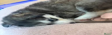 Siberian Husky 2
