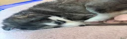 Siberian Husky dogs for sale: Stunning husky pups  - Advert 38