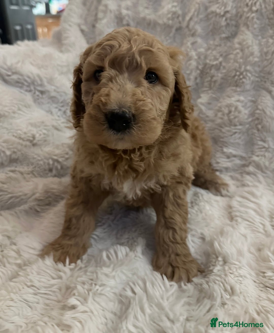 Goldendoodle dogs for sale: Beautiful golden doodles  - Advert 5