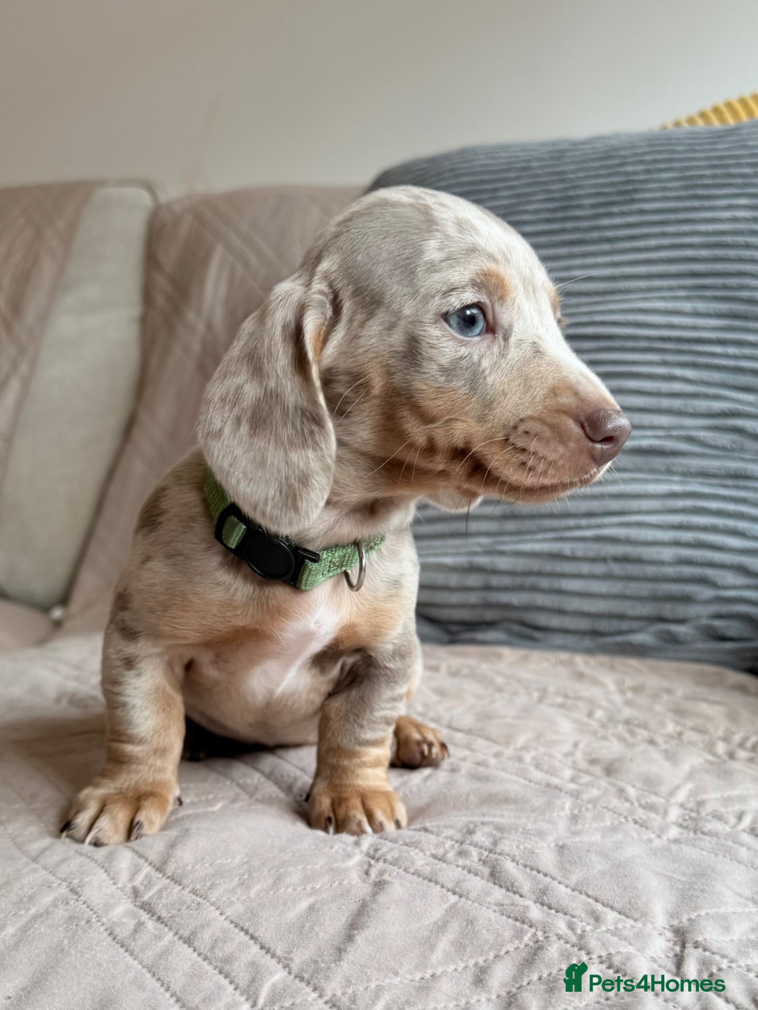 Miniature Dachshund dogs Champion Bloodline - Miniature Dachshund Puppies - Advert 12