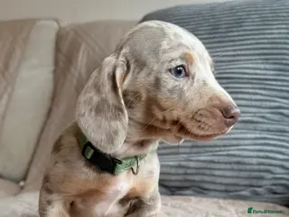 Miniature Dachshund dogs Champion Bloodline - Miniature Dachshund Puppies - Advert 17