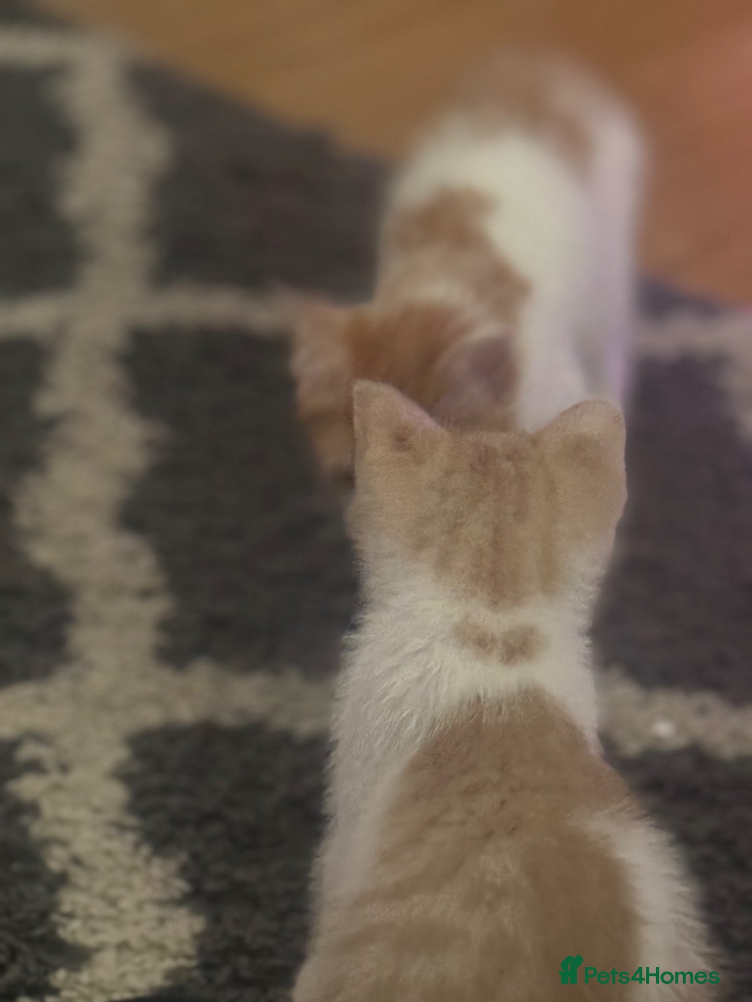 Mixed Breed cats for sale: Ragdoll x shorthair babies ready now! - Advert 16