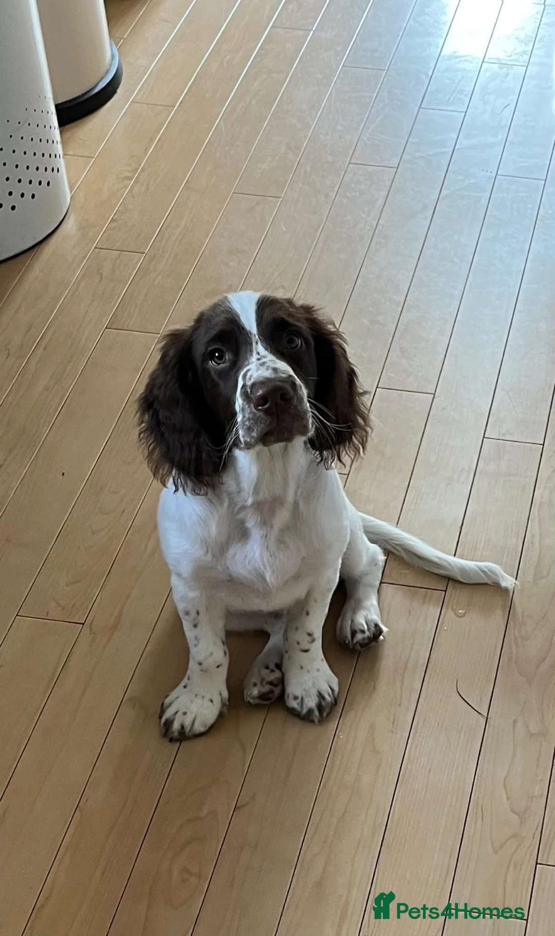 English Springer Spaniel dogs for sale: Springer Spaniel Boy for Sale in Ryde - Advert 2