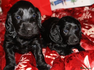 Cockapoo dogs outstanding cockapoo puppy’s available - Advert 4