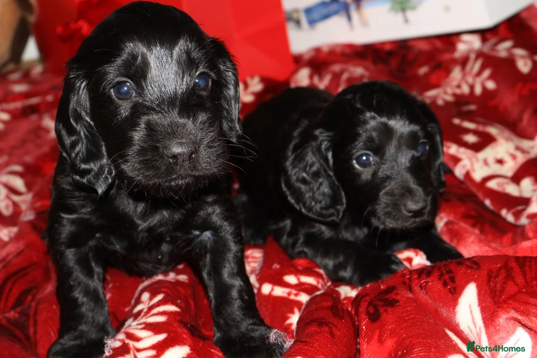 Cockapoo dogs for sale: outstanding cockapoo puppy’s available  - Advert 4