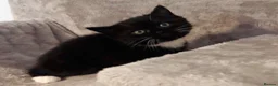 Himalayan cats for sale: Gorgeous Himalayan Persian kittens  - Advert 23