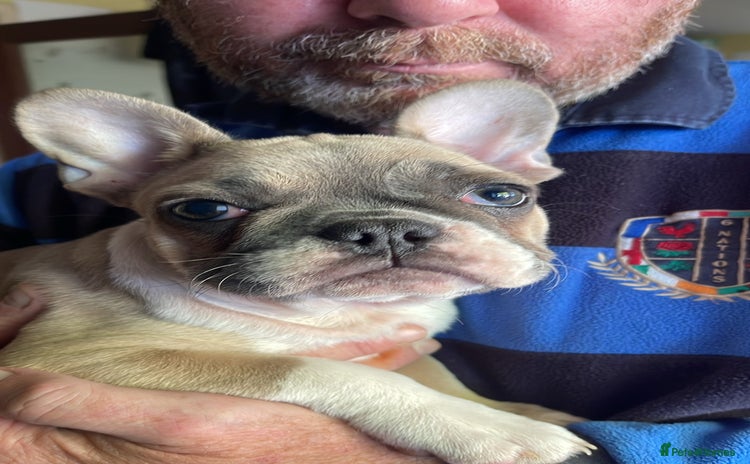 French Bulldog dogs - Advert 13