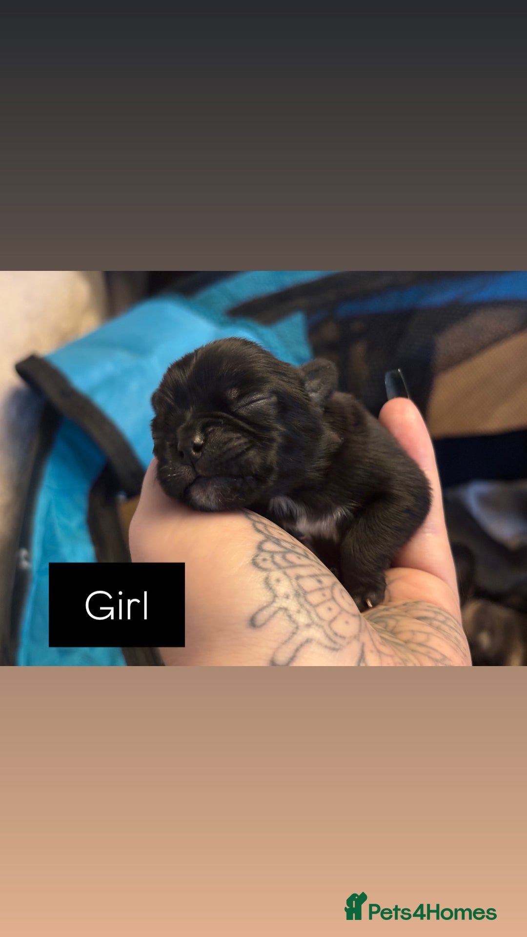 Mixed Breed dogs for sale: Puppies for sale - Advert 5