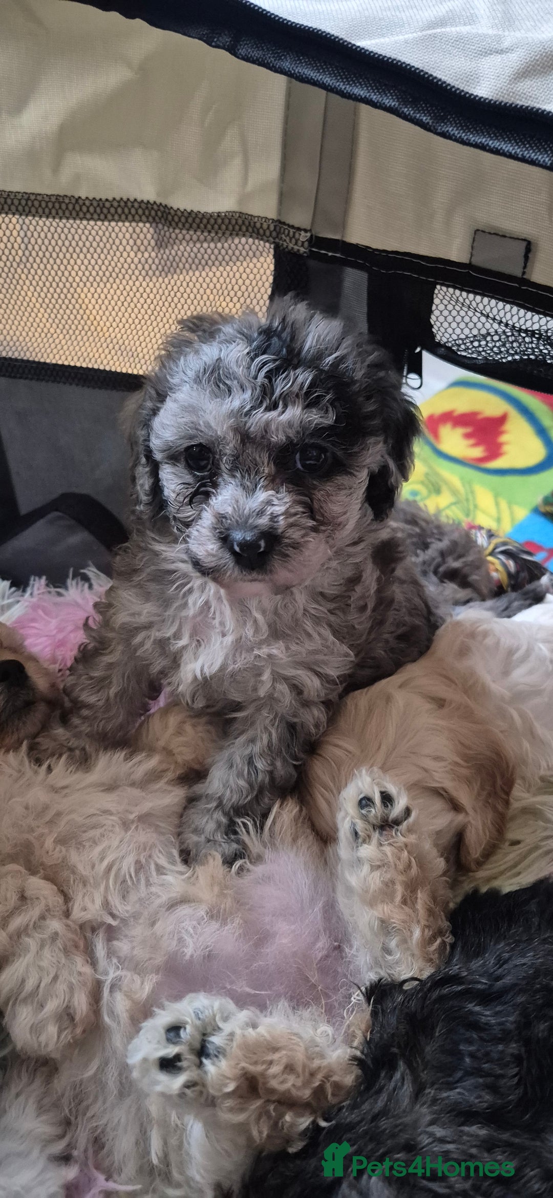 Mixed Breed dogs for sale: Gorgeous cavapoochon puppies - Advert 39