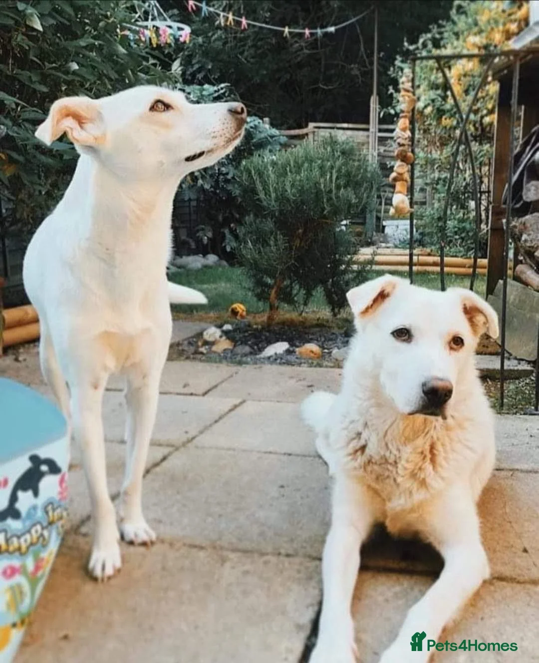 Mixed Breed dogs for adoption: Meet Biscuit, currently residing in Hampshire  in Havant - Advert 3