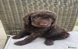 Labradoodle dogs for sale: Gorgeous Chocolate Baby Mini Labradoodle puppy  - Image 2