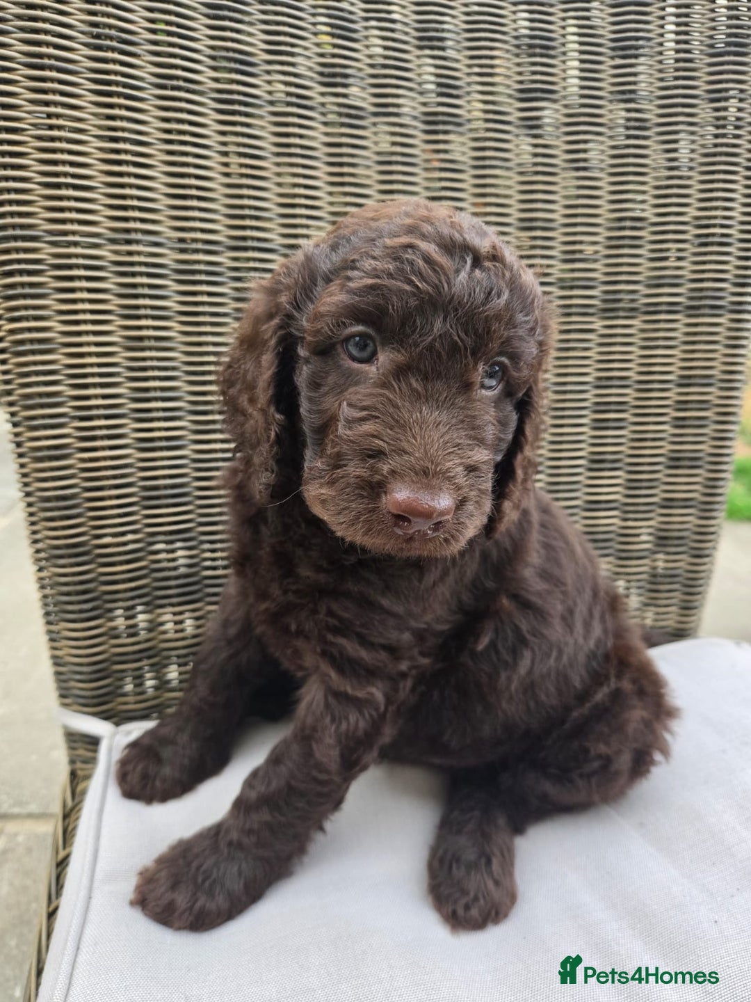 Labradoodle dogs for sale: Gorgeous Chocolate Baby Mini Labradoodle puppy  - Image 2