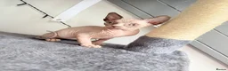 Sphynx cats for sale: Adorable sphynx kittens❤️ - Advert 16