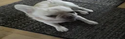 French Bulldog dogs for sale: Rare Fluffy French Bulldog 14 months old - Advert 5