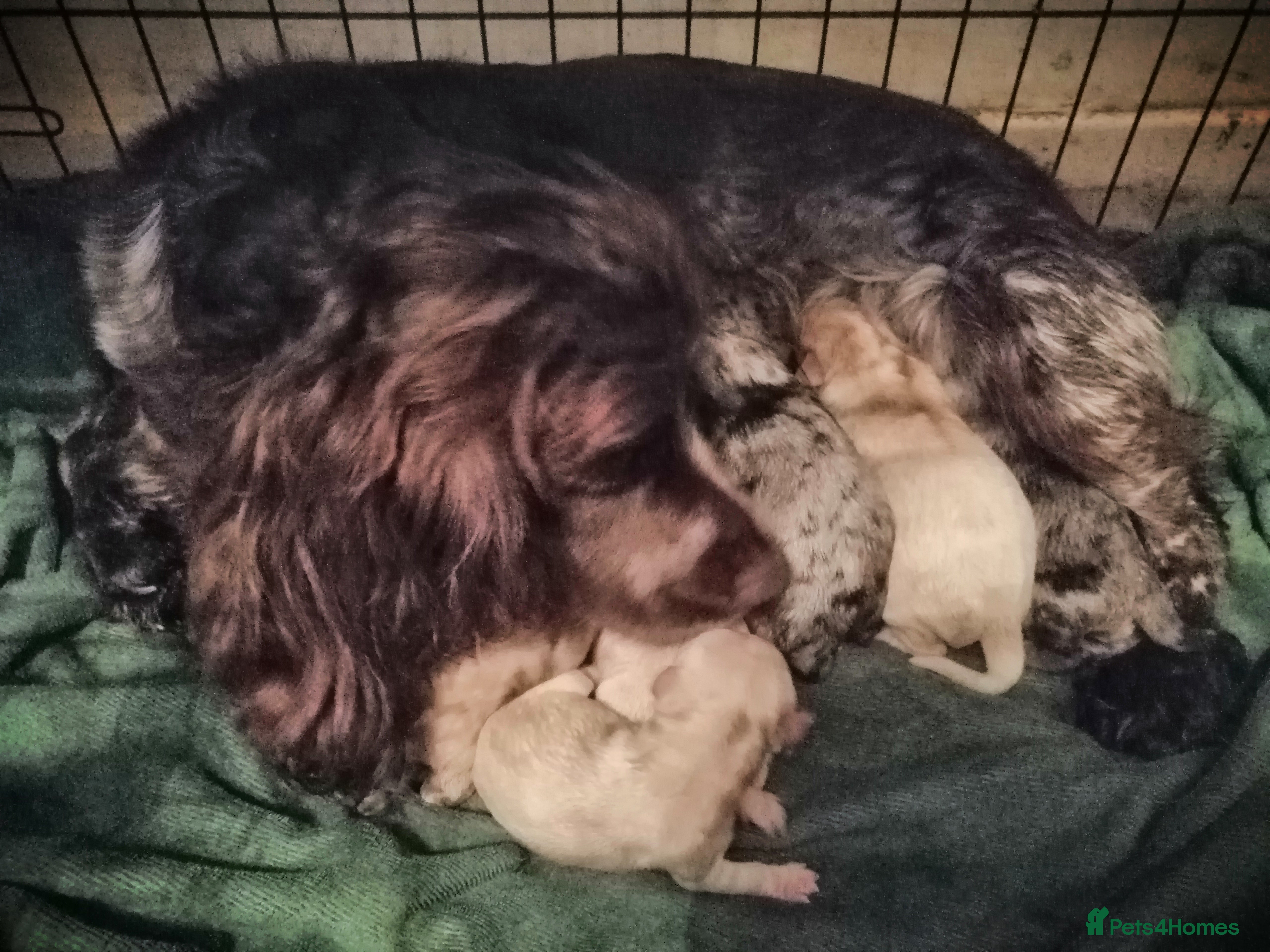 Mixed Breed dogs Cocker spaniel cross cocker/Australian shepherd  - Advert 3