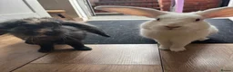Mixed Breed rabbits for sale: 2 brothers, rabbits for sale  in Sandbach - Advert 9
