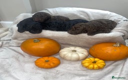 Mini Goldendoodle dogs for sale: Miniature goldenoodle puppies - Image 6