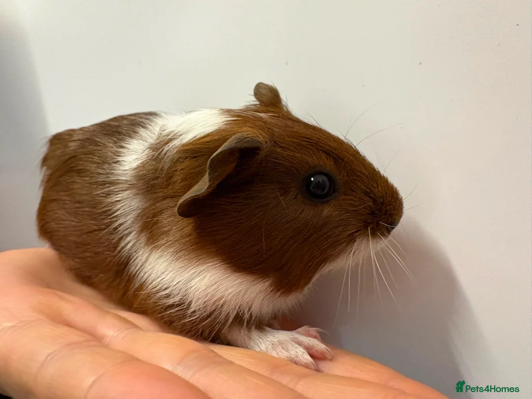 Guinea Pig rodents for sale: Baby Guinea Pigs for Sale – £40 per Pair 🐹 - Advert 1