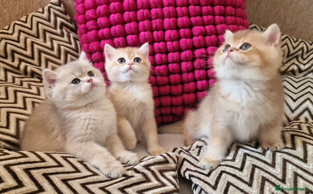 British Shorthair cats for sale: GOLDEN BRITISH SHORTHAIR KITTENS TICA  - Image 34